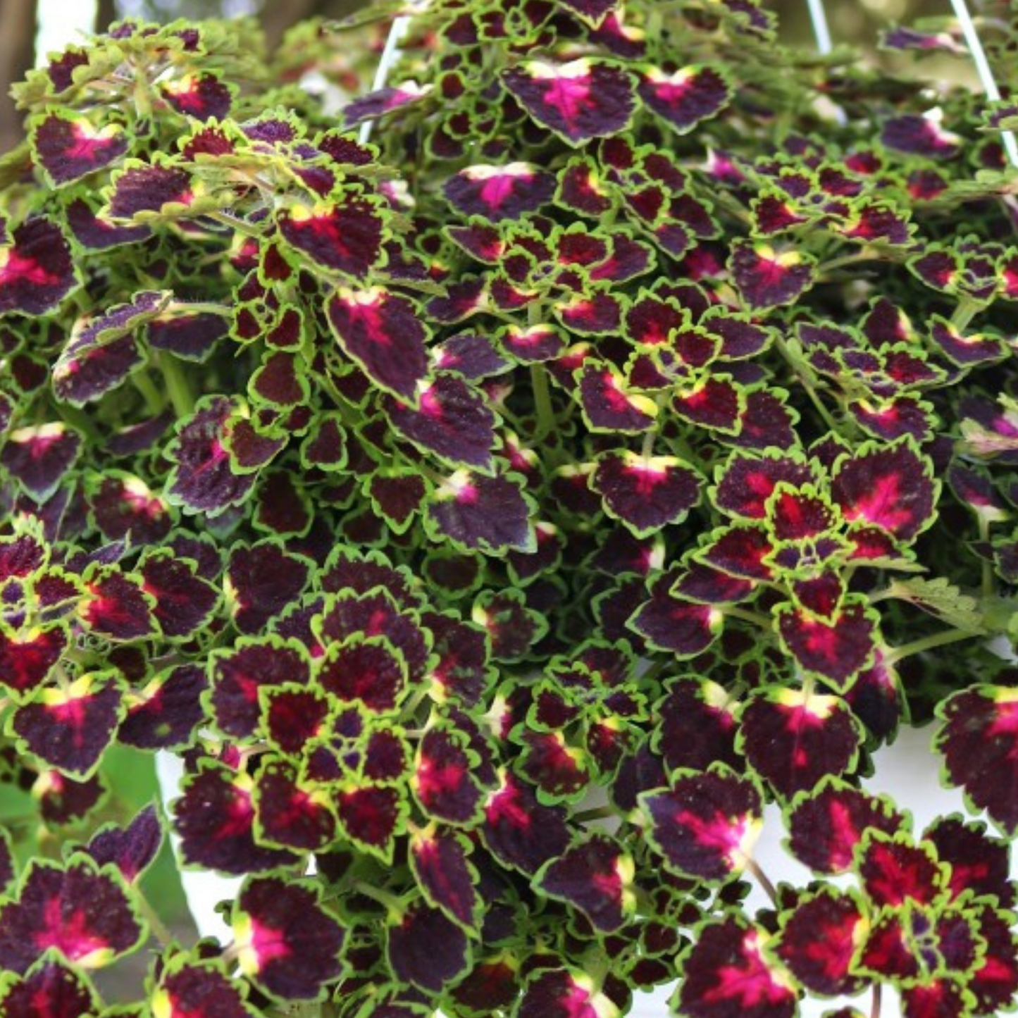 Coleus 'Great Falls' Trailing