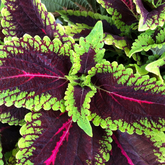 Coleus 'Main Street'