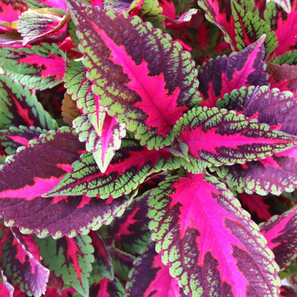 Coleus 'Main Street'