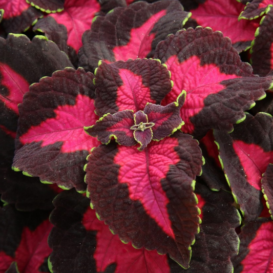 Coleus 'Stained Glasswork'