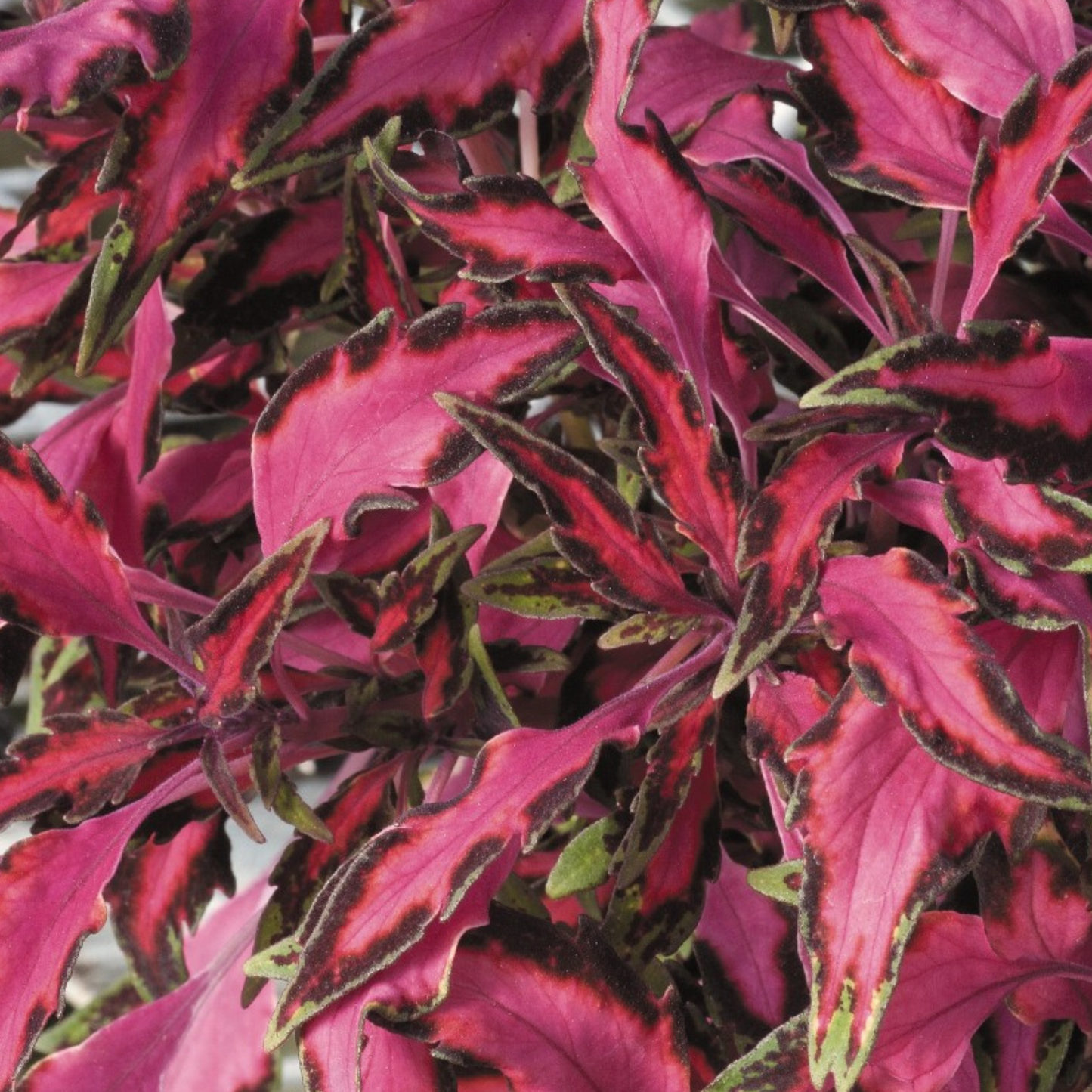 Coleus 'Stained Glasswork'