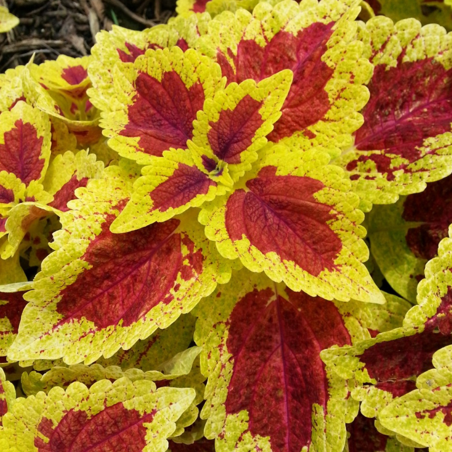 Coleus 'Stained Glasswork'