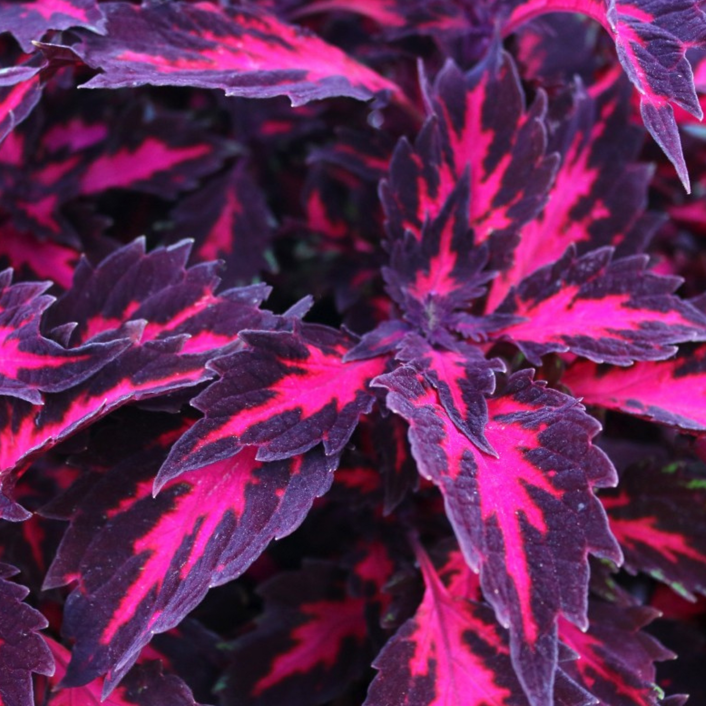 Coleus 'Stained Glasswork'