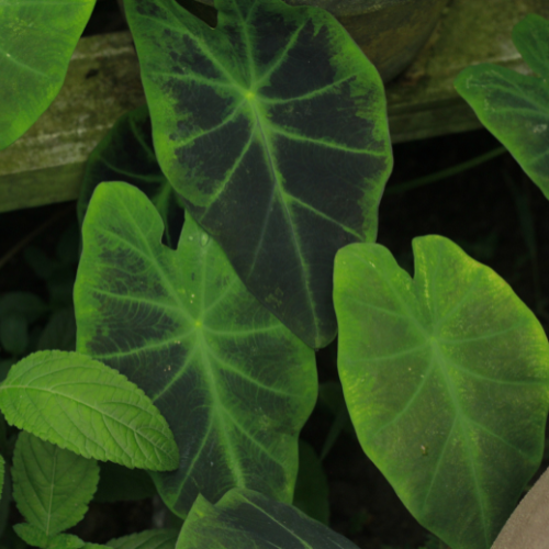 Imperial Taro