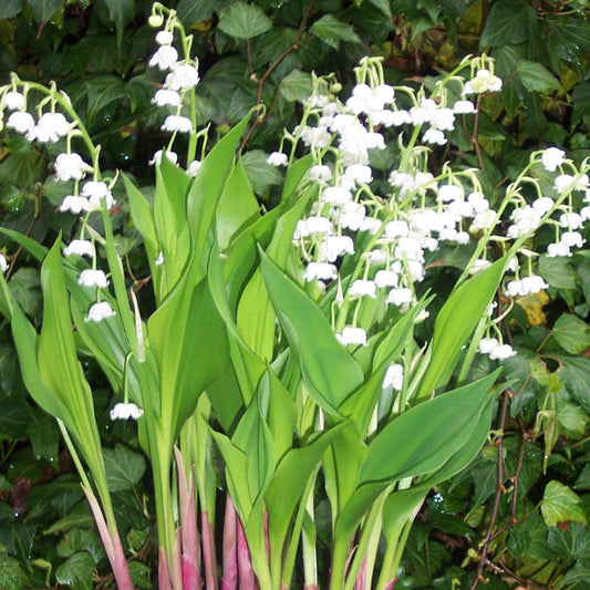 Lily of the Valley