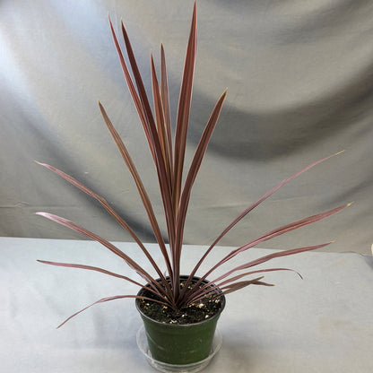 Cordyline 'Red Sensation'