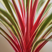 Cordyline 'Magic Star'