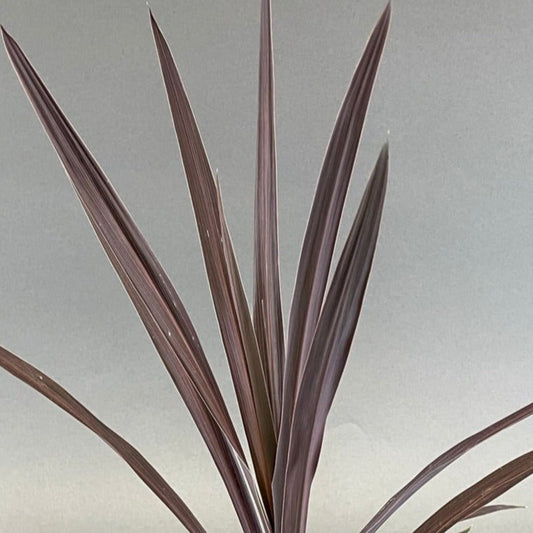 Cordyline 'Red Sensation'