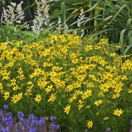 Threadleaf Tickseed 'Zagreb'