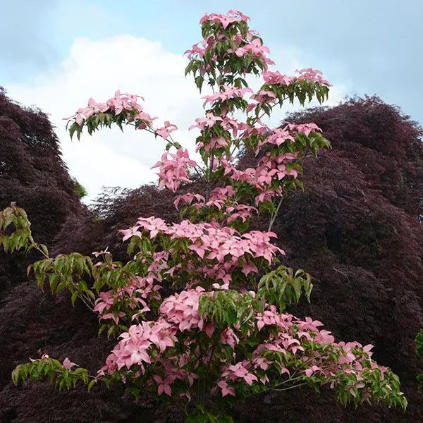 Dogwood 'Stellar Pink®'