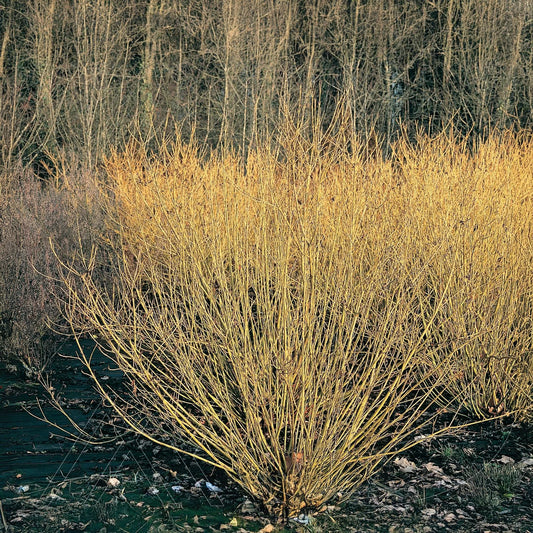 Dogwood 'Bud's Yellow'