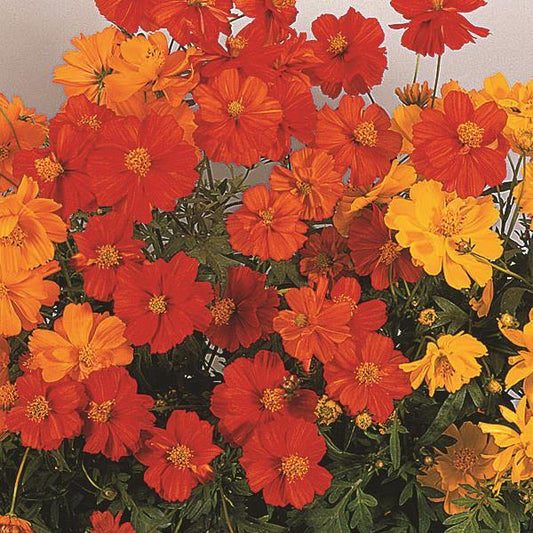 Cosmos 'Cosmic'