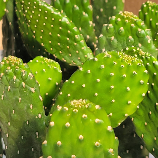 Cactus 'Cowboy'