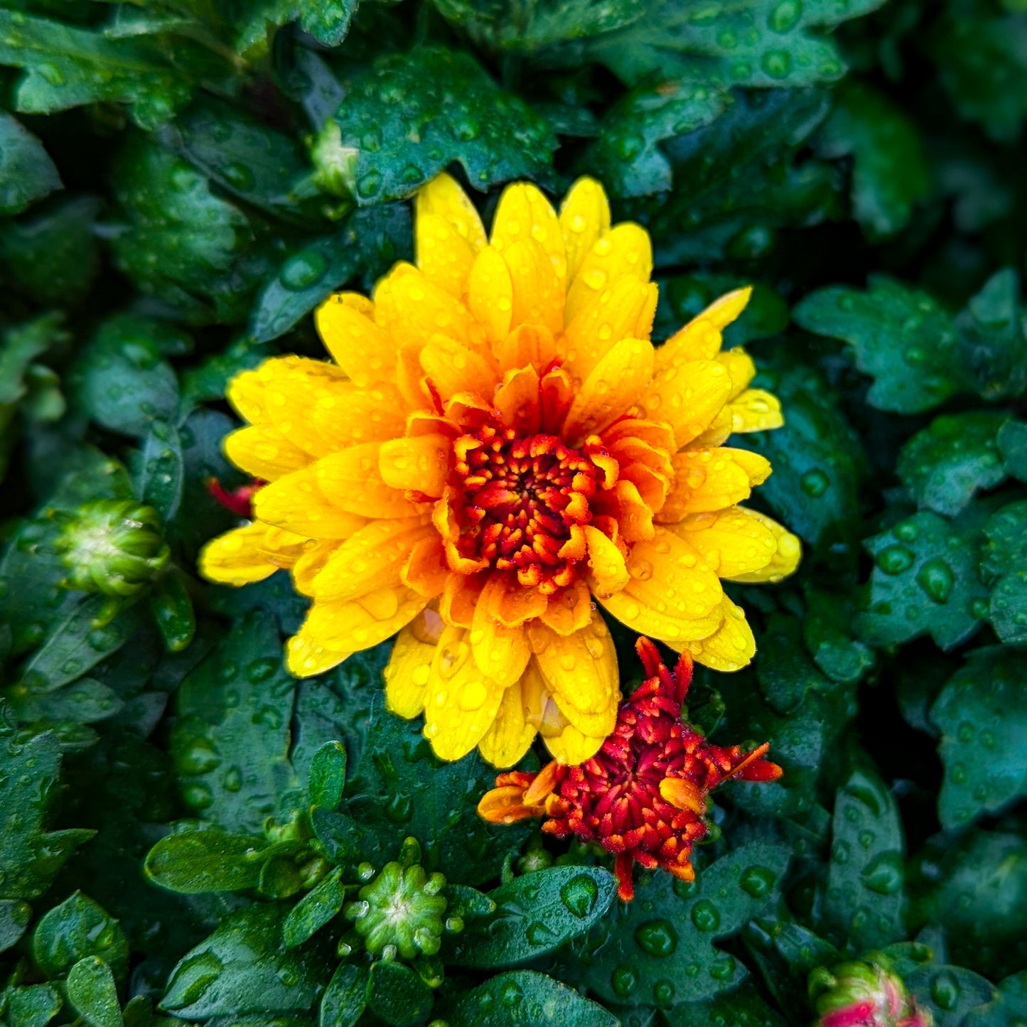 Fall Chrysanthemums 10"