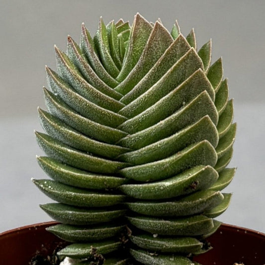 Buddha Temple