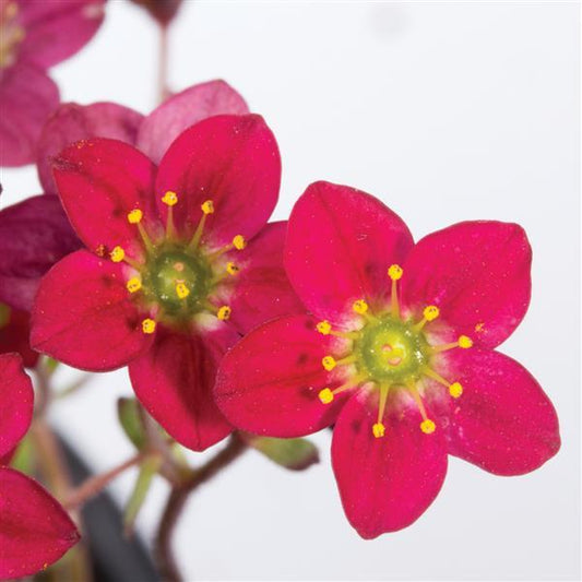 Creeping Rockfoil 'Marto™'