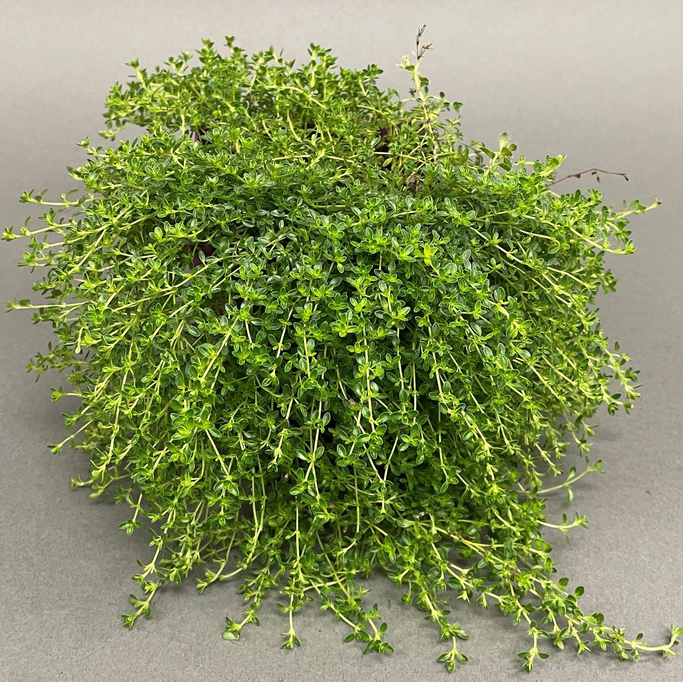 Thyme 'Creeping'