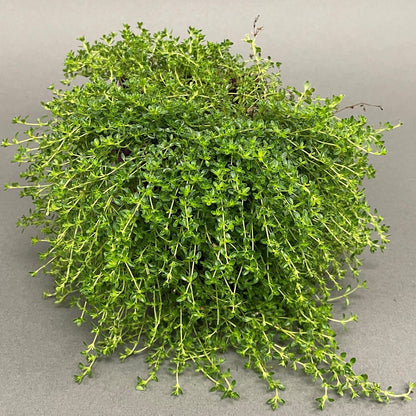 Thyme 'Creeping'