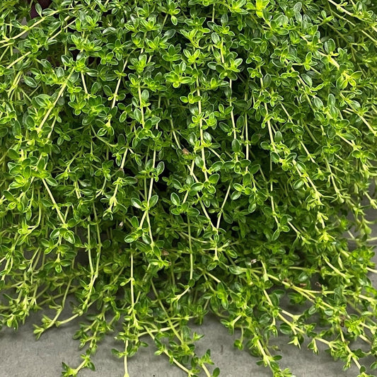 Thyme 'Creeping'