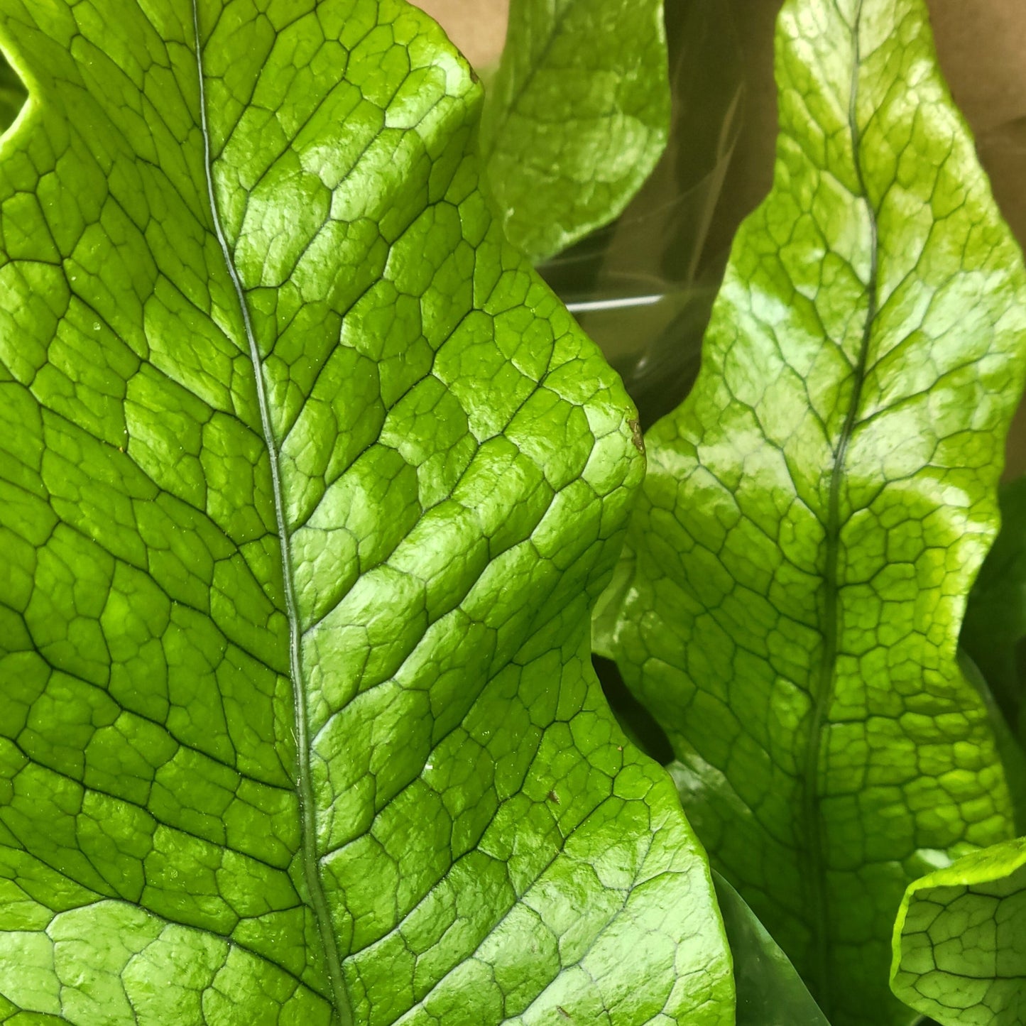 Crocodile Fern