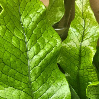 Crocodile Fern