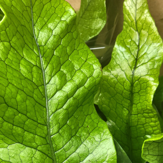 Crocodile Fern