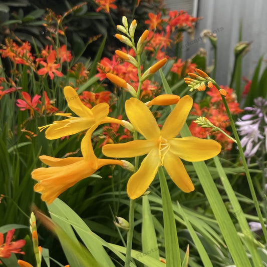 Montbretia 'George Davidson'
