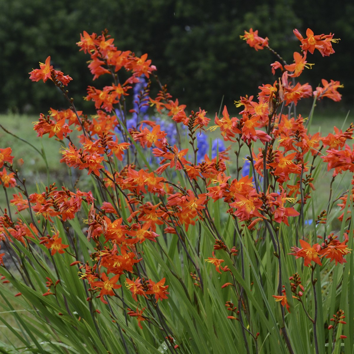 Montbretia