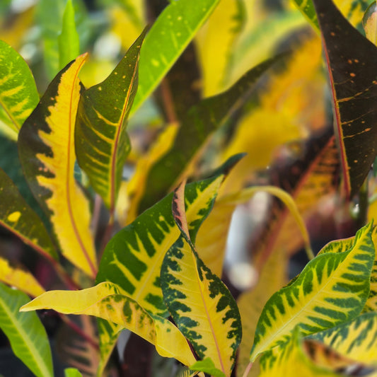 Croton 'Fantasy'