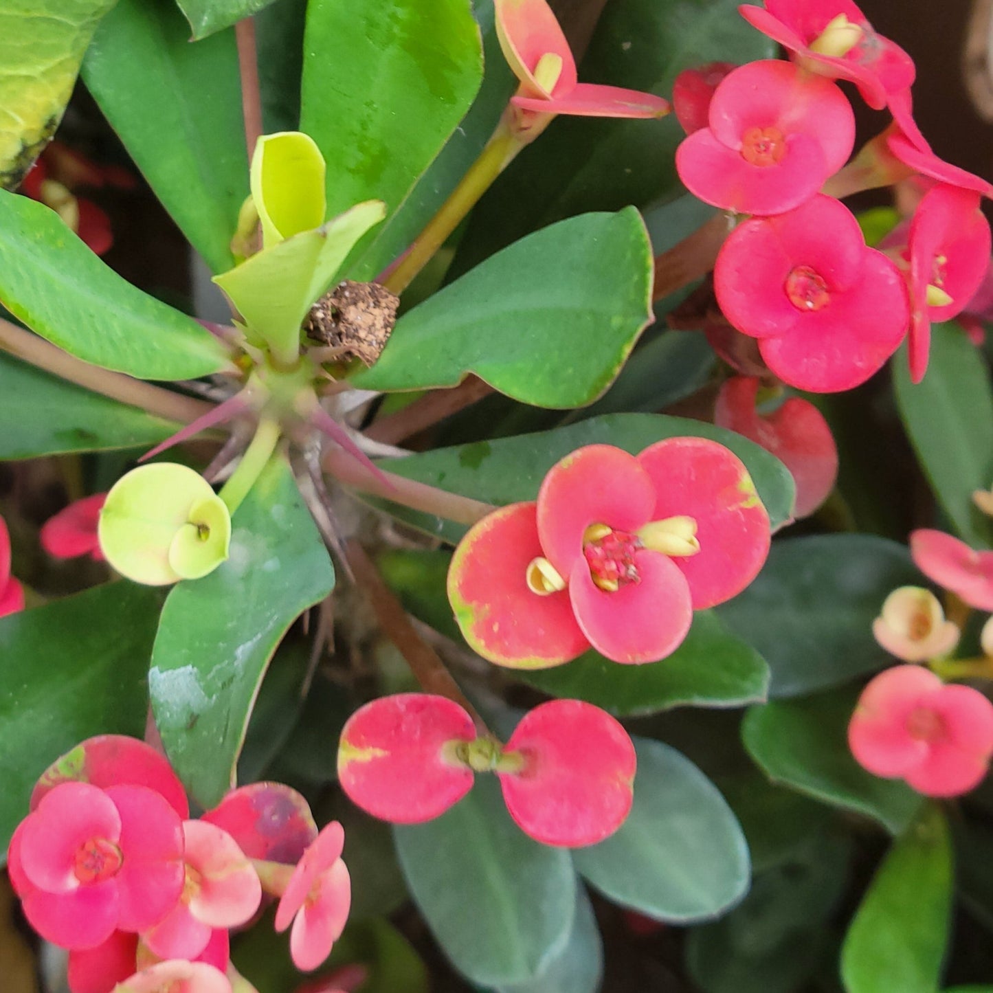 Euphorbia 'Crown-of-Thorns'