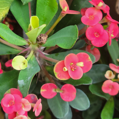 Euphorbia 'Crown-of-Thorns'
