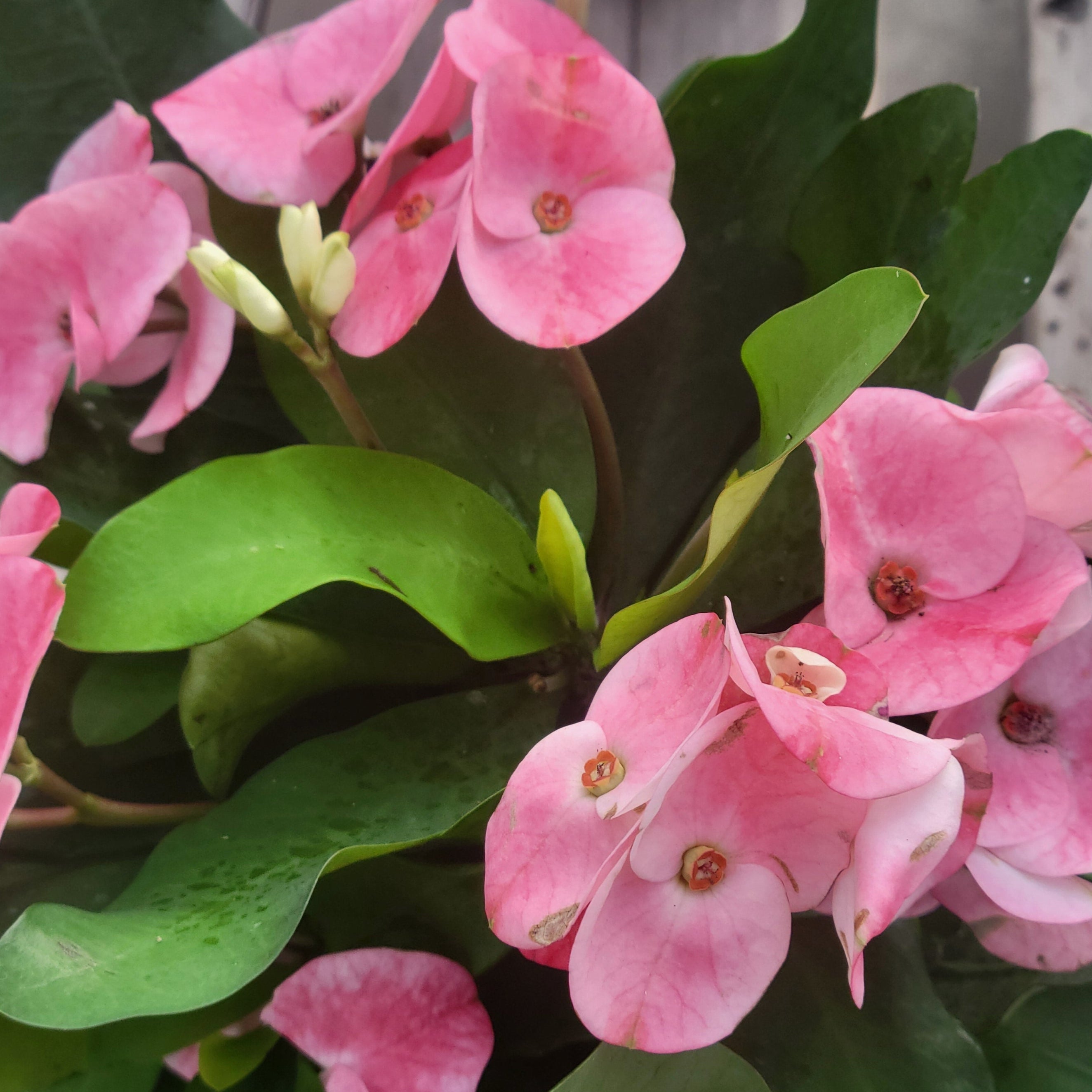 Crown-of-Thorns 'Charlotte'