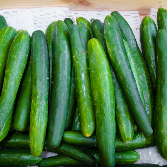 Cucumber 'Burpless Supreme'