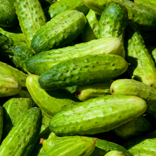 Cucumber 'Bush Pickle'