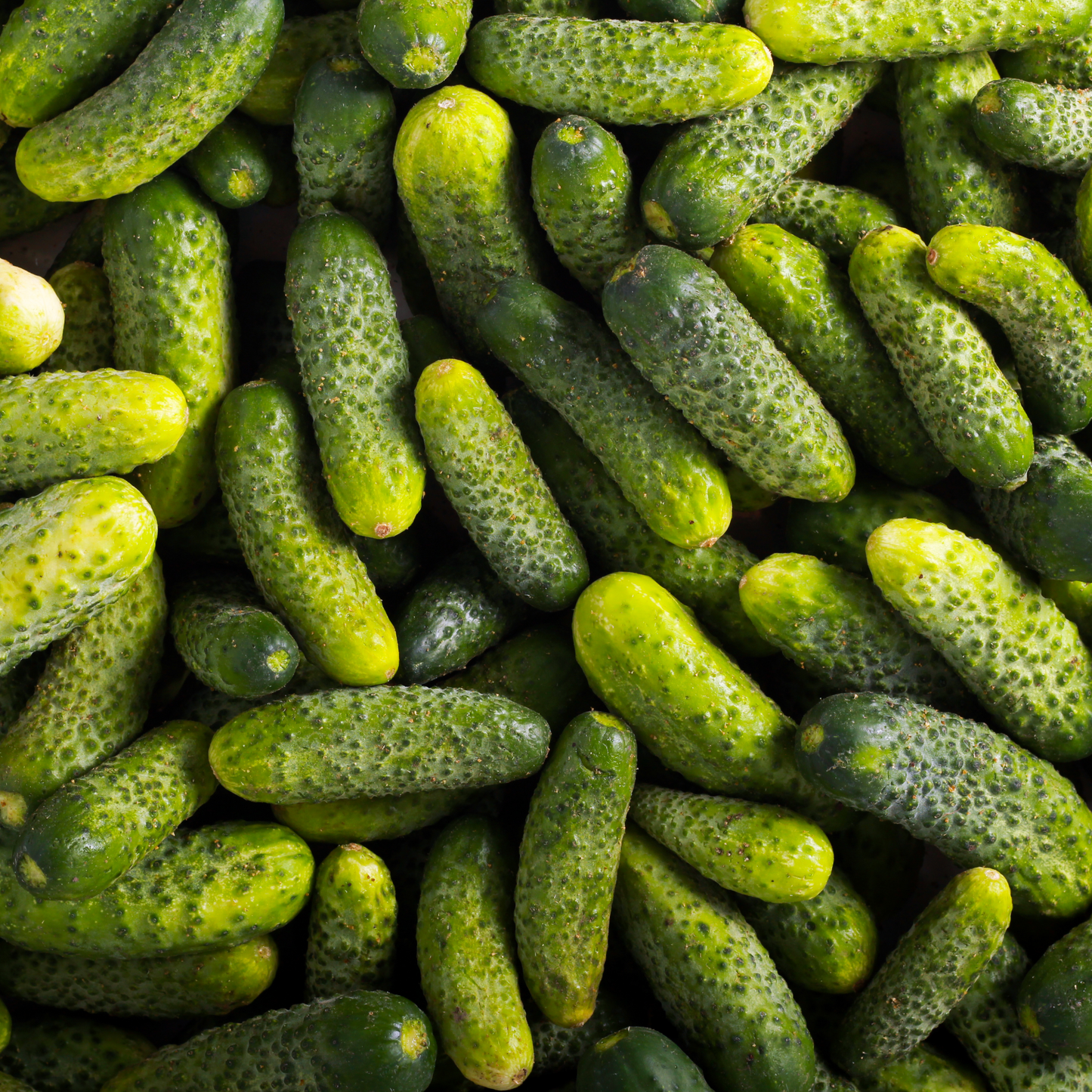 Cucumber 'Gherkin'