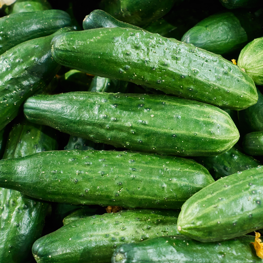 Cucumber 'Marketmore'