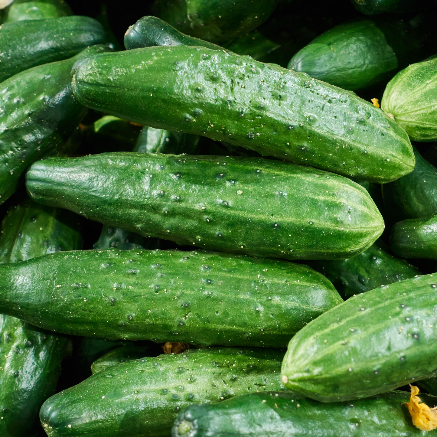 Cucumber 'Saladmore Bush'