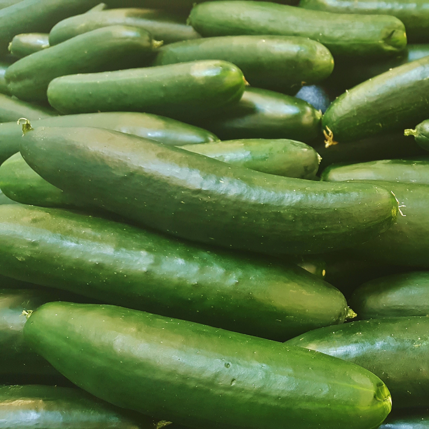 Cucumber 'Straight Eight'