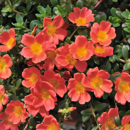 Portulaca 'Cupcake'