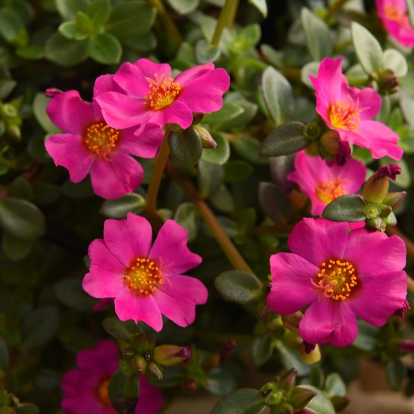 Portulaca