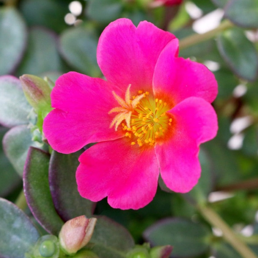 Portulaca 'Cupcake'