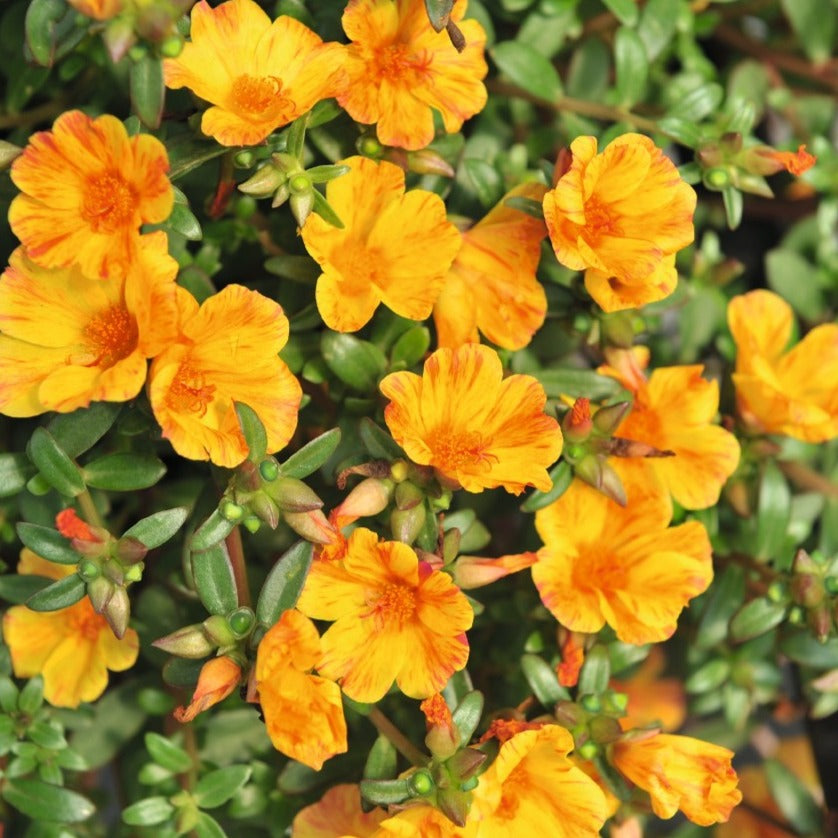 Portulaca 'Cupcake'