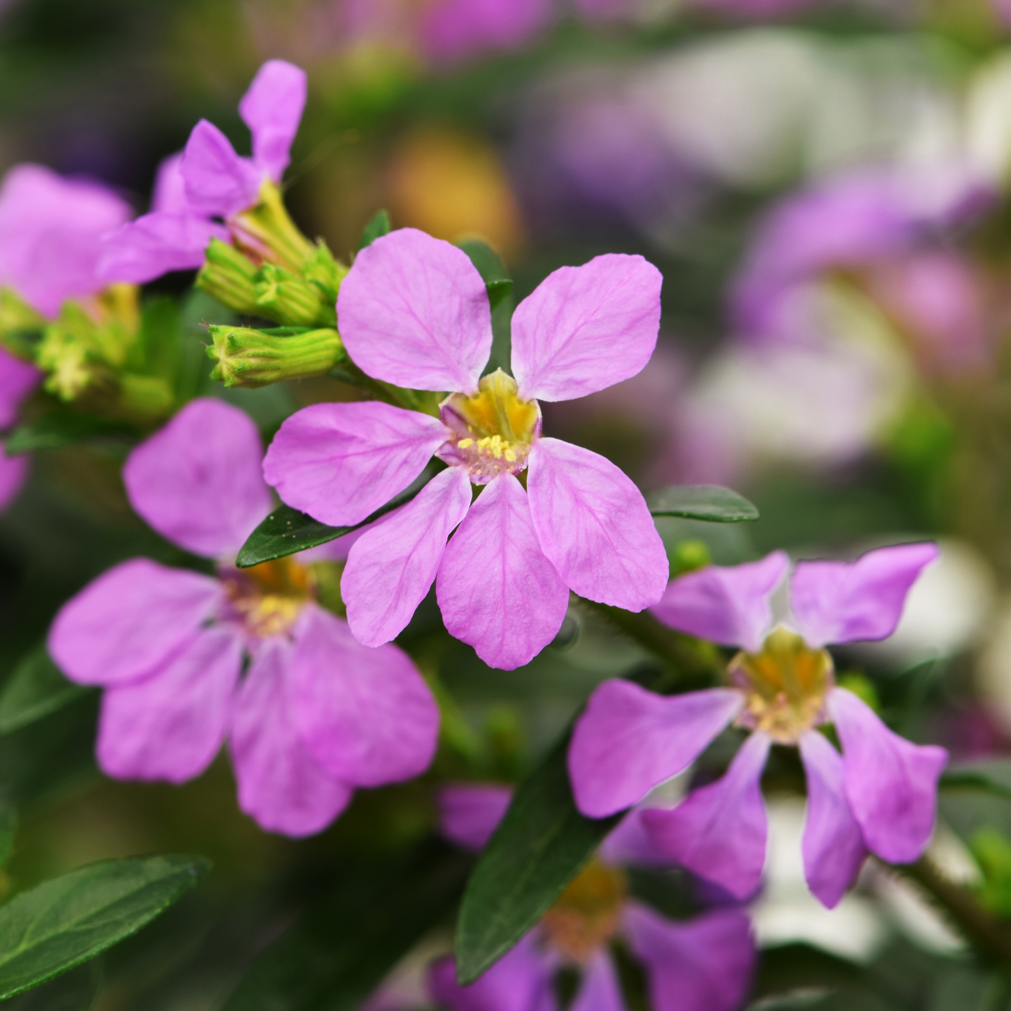 Cuphea 'Floriglory'