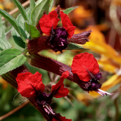 Cuphea Ilavea 'Bat Face'