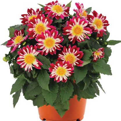 Dahlia 'Starsister'