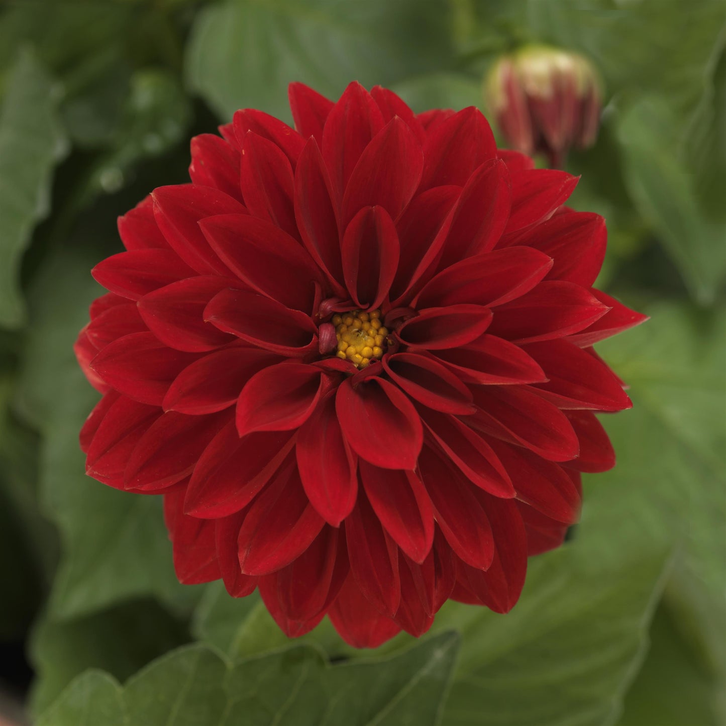 Dahlia 'Dahlietta'