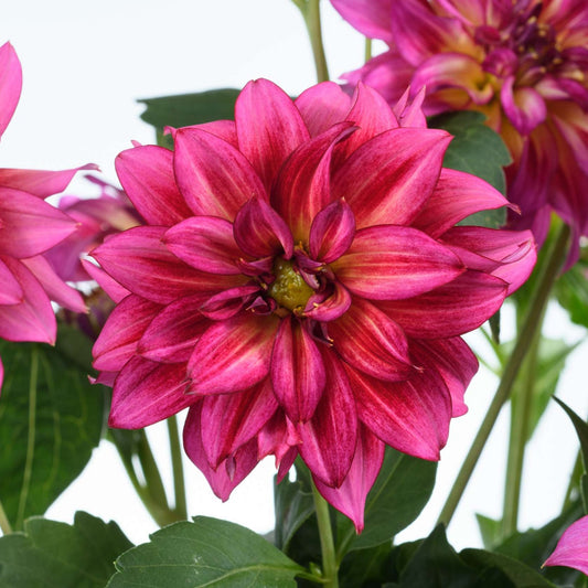 Dahlia 'Darlin'