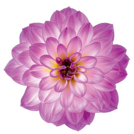 Dahlia 'Novation'
