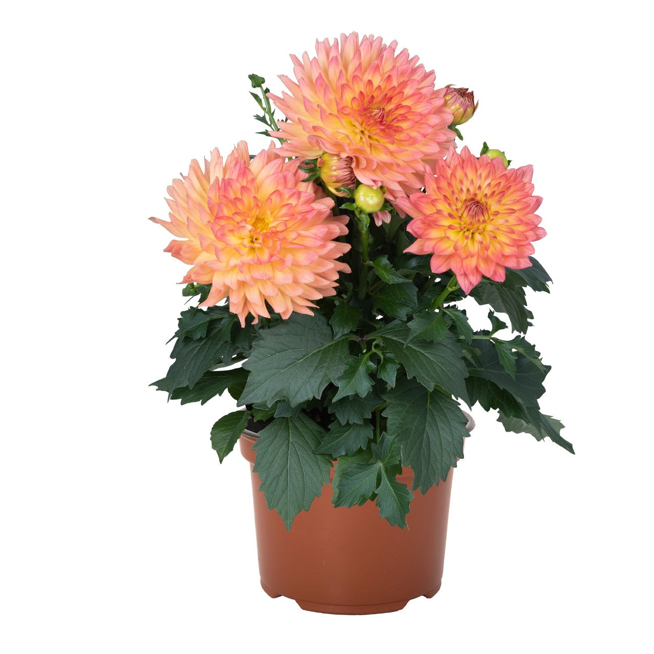 Dahlia 'XXL'