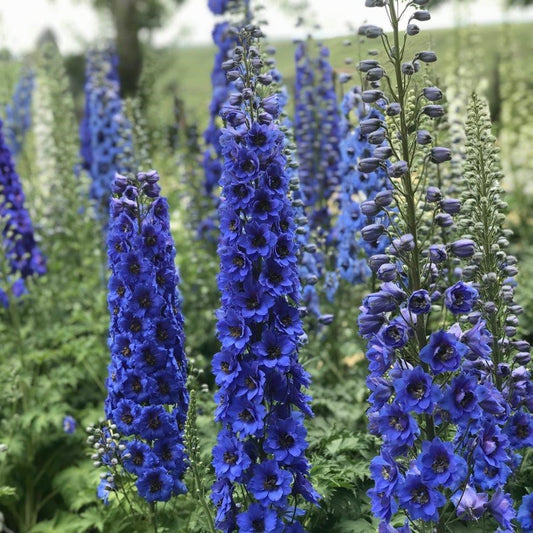 Larkspur 'New Zealand'